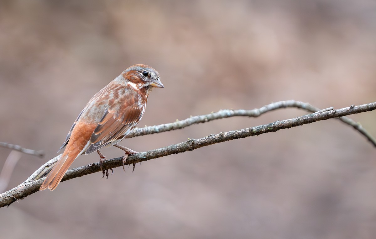 Fox Sparrow - ML616101350