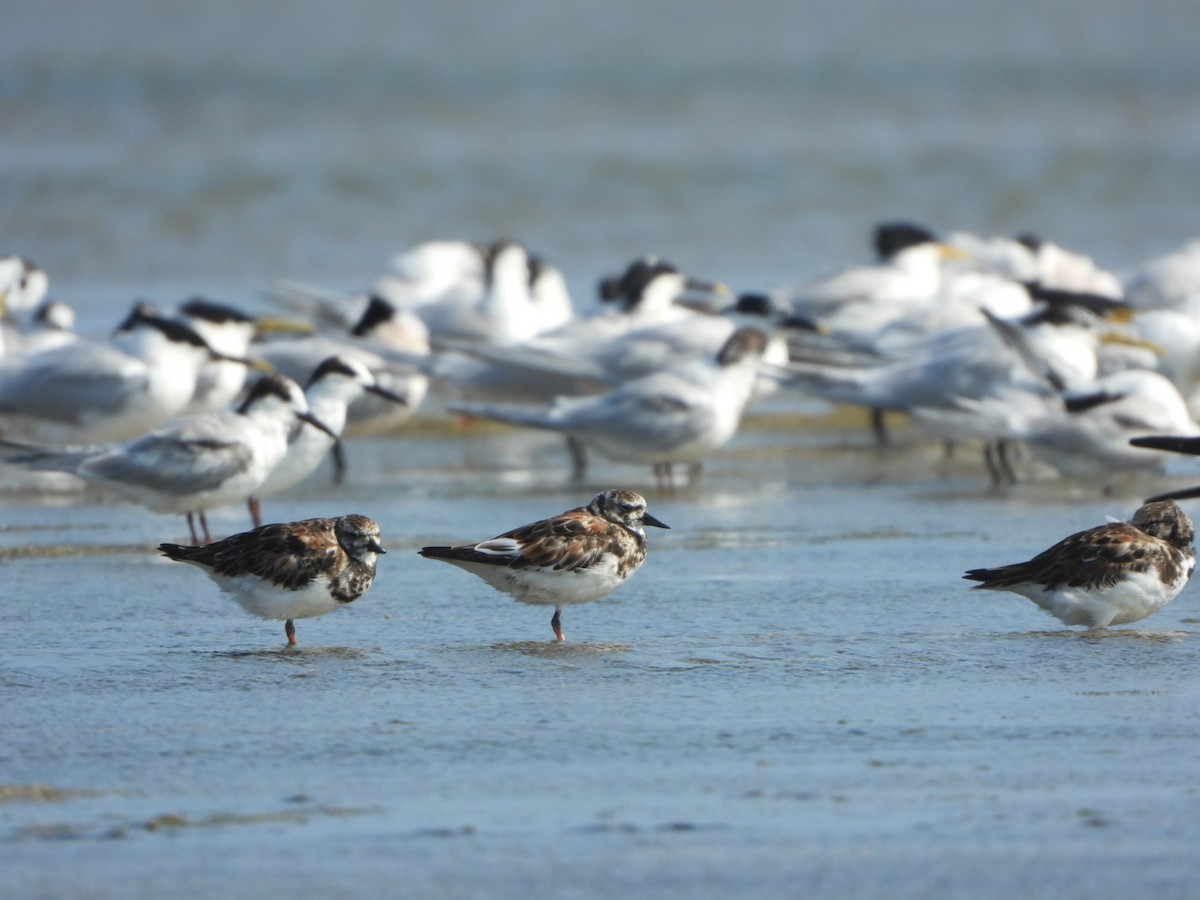 Ruddy Turnstone - ML616101351