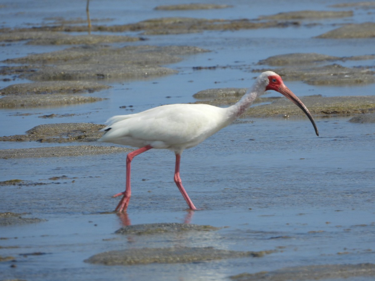 White Ibis - ML616101355