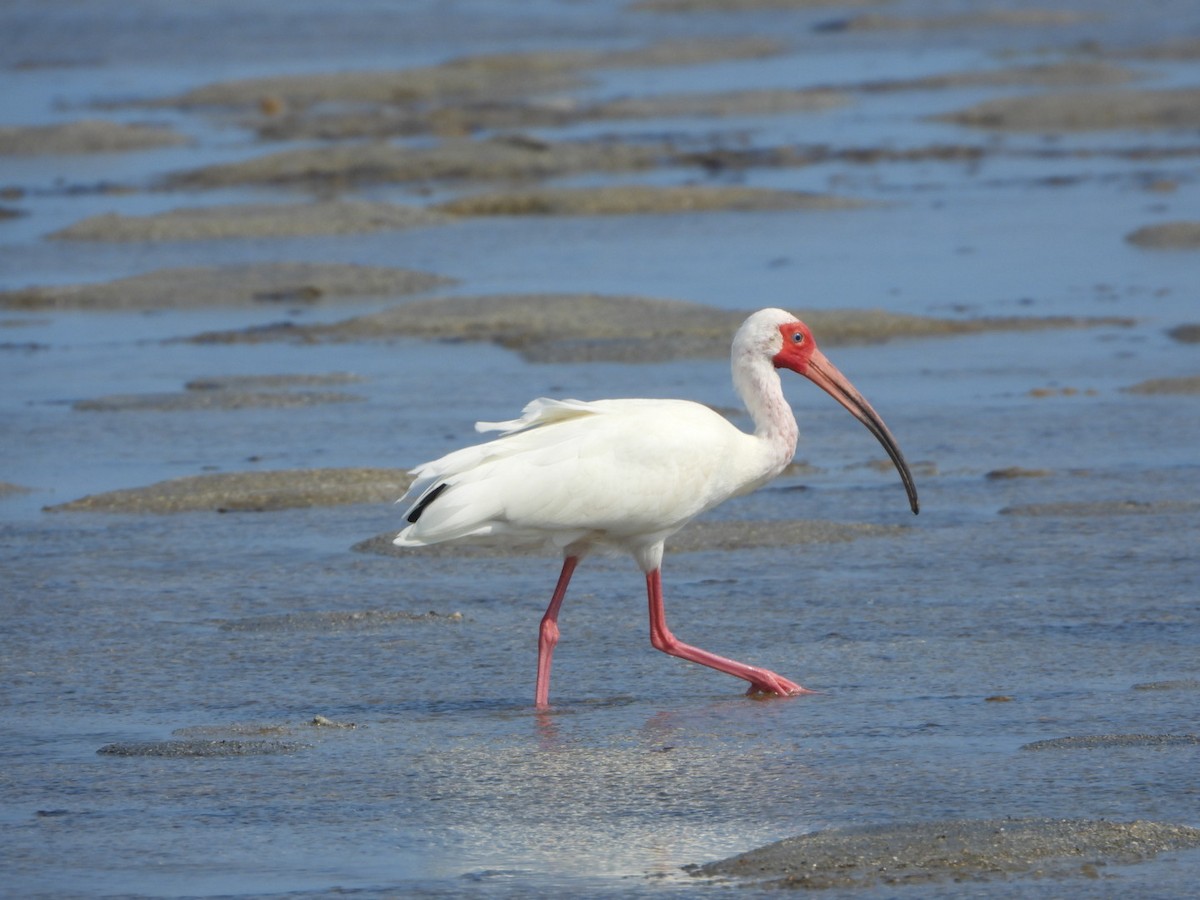 White Ibis - ML616101356