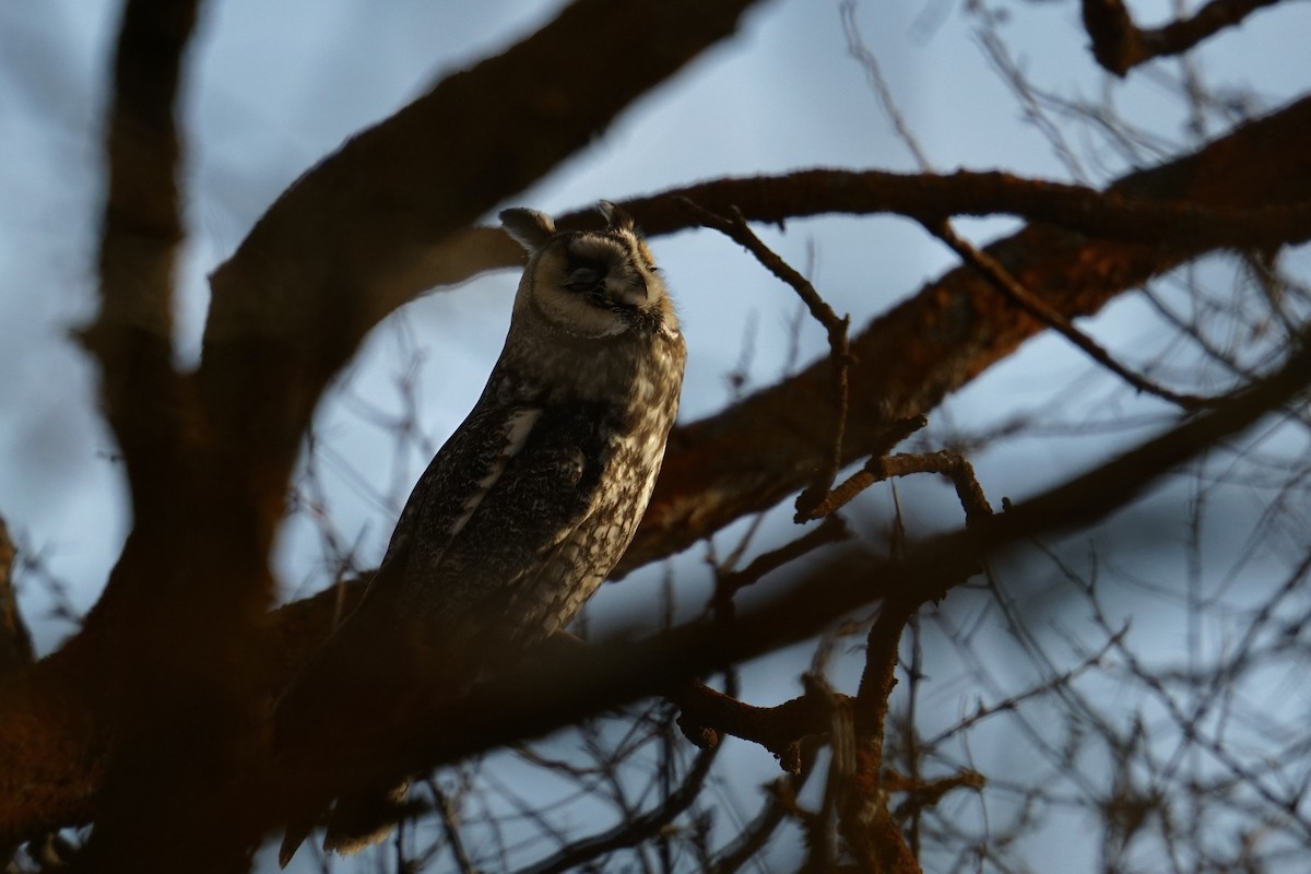 Long-eared Owl - ML616101360