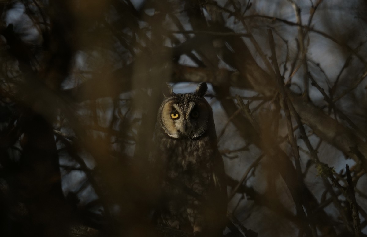 Long-eared Owl - ML616101361