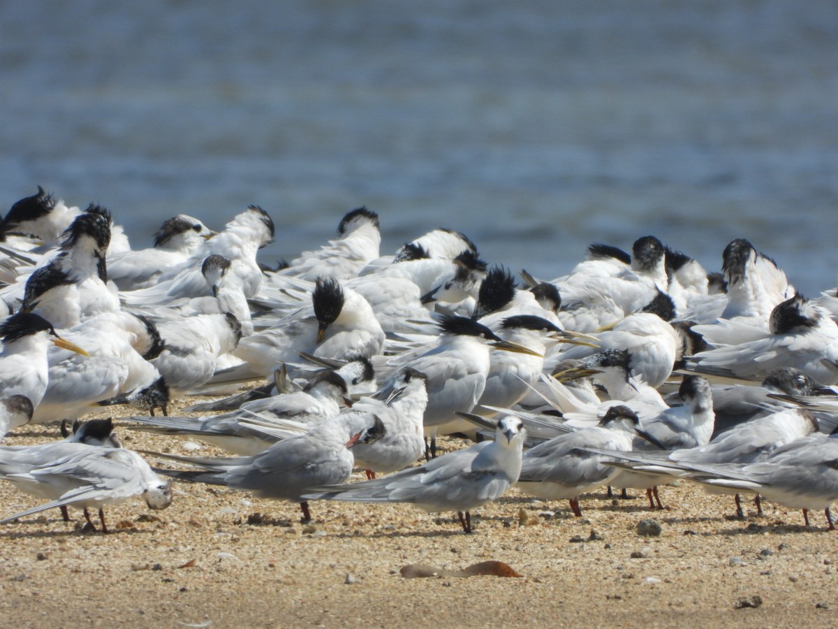 Sandwich Tern - ML616101384