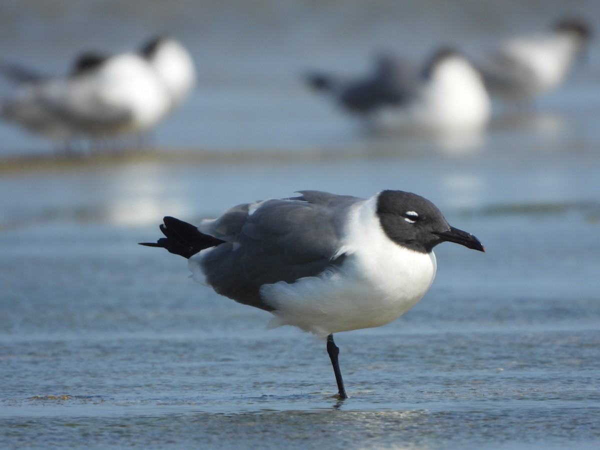 Laughing Gull - ML616101404