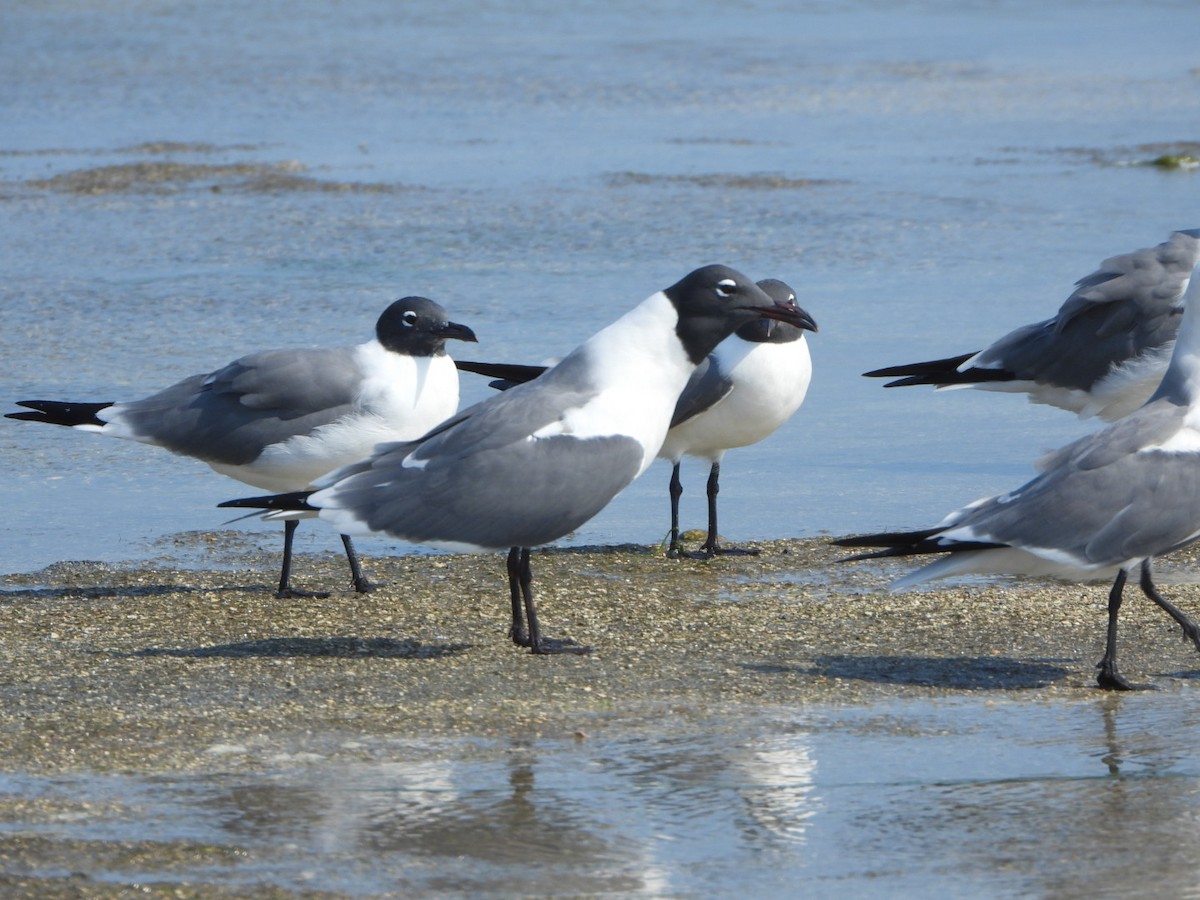 Laughing Gull - ML616101406