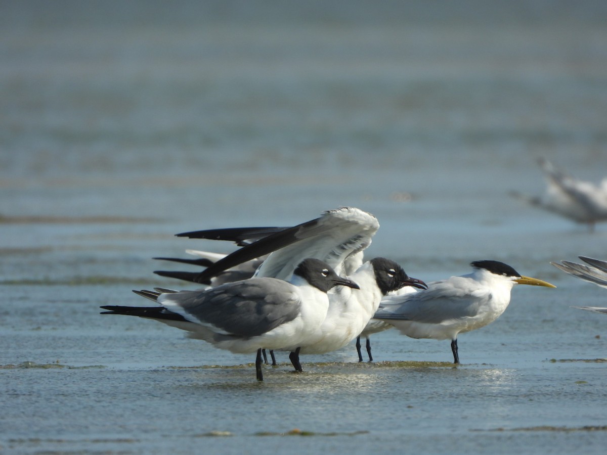 Laughing Gull - Francisco Contreras @francontreras.80