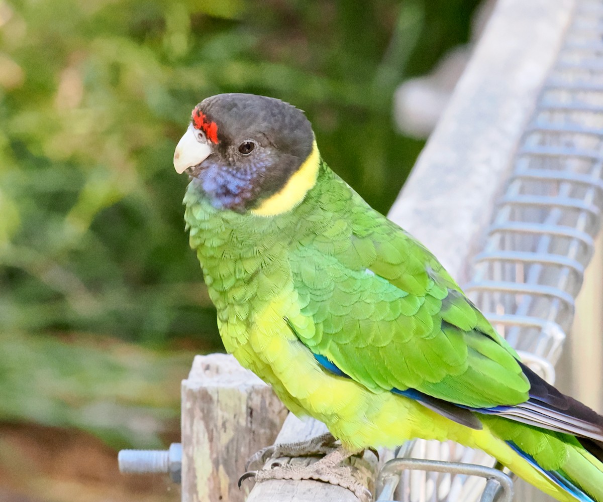 Воротничковый попугай (semitorquatus) - ML616101436