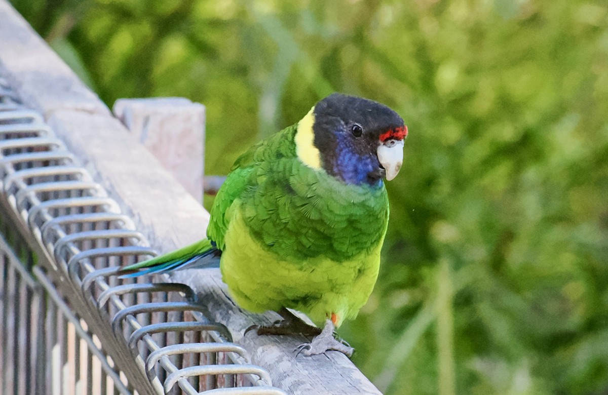 Воротничковый попугай (semitorquatus) - ML616101437
