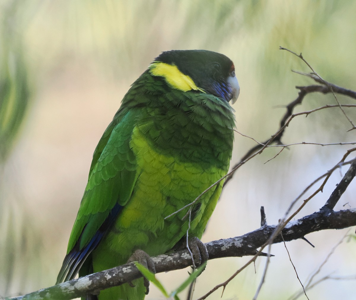 Australian Ringneck (Twenty-eight) - Ken Glasson