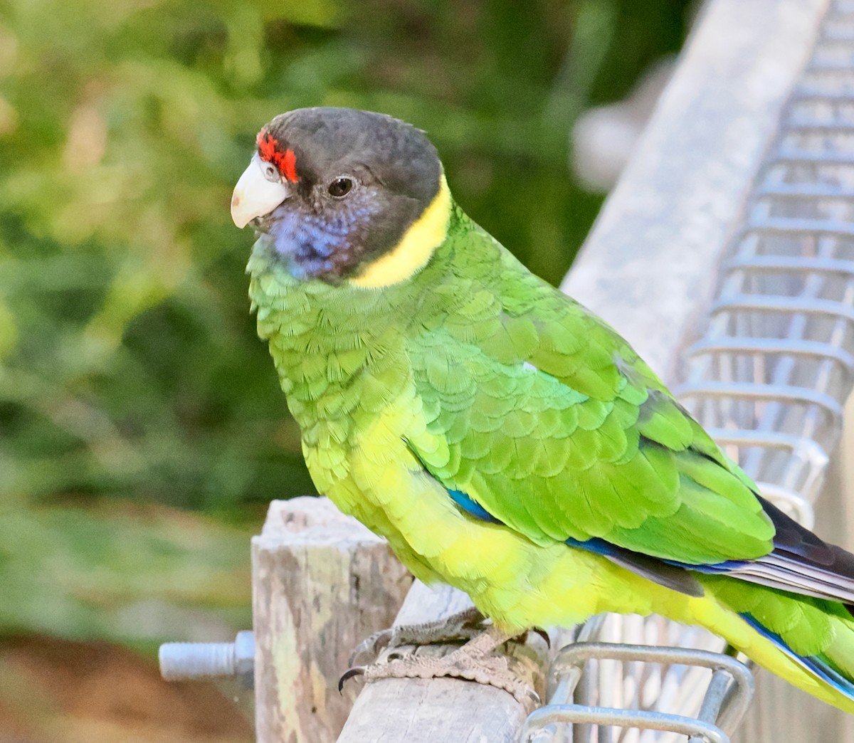 Воротничковый попугай (semitorquatus) - ML616101439