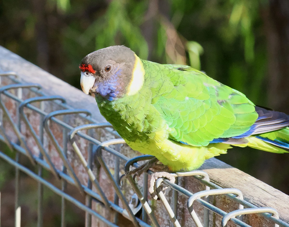 Воротничковый попугай (semitorquatus) - ML616101440