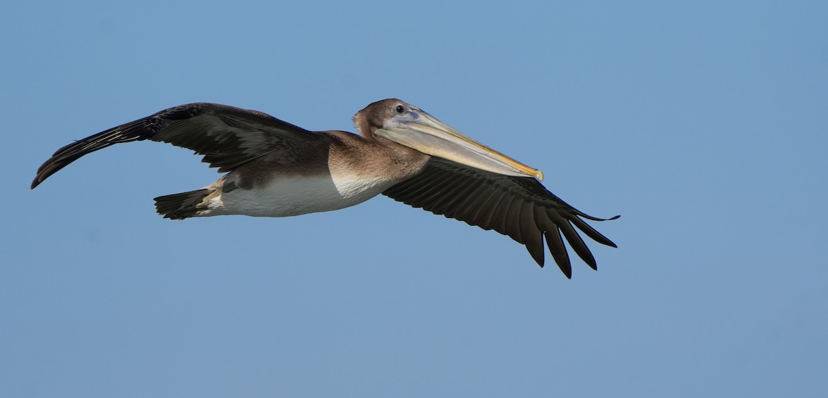 Brown Pelican - ML616101460