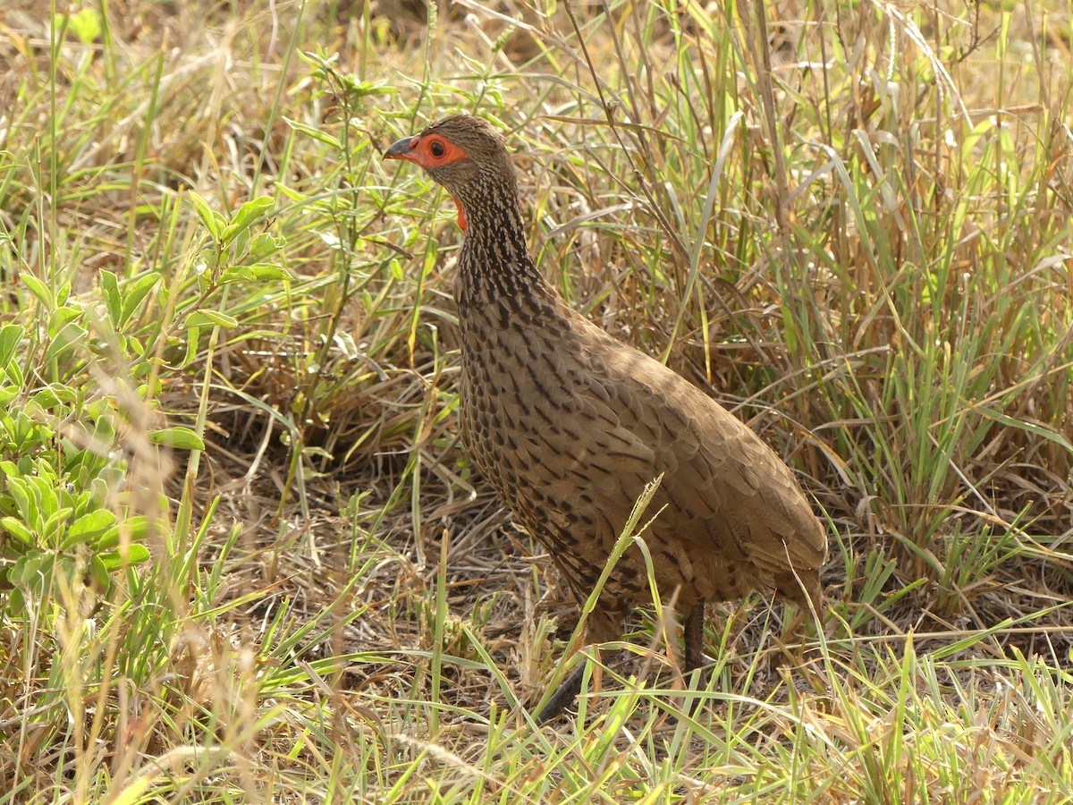Red-necked Spurfowl - ML616101577