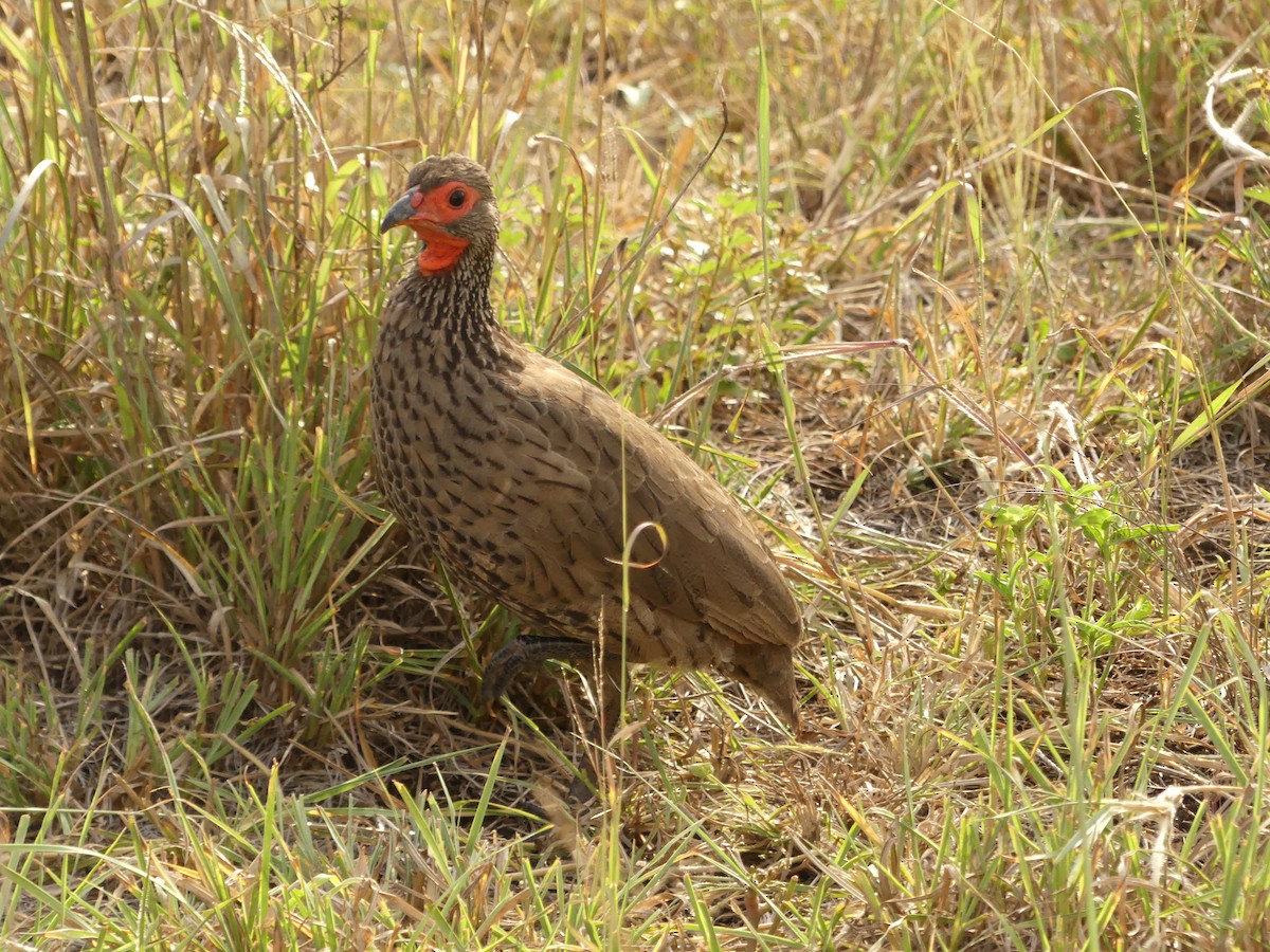 Red-necked Spurfowl - ML616101578