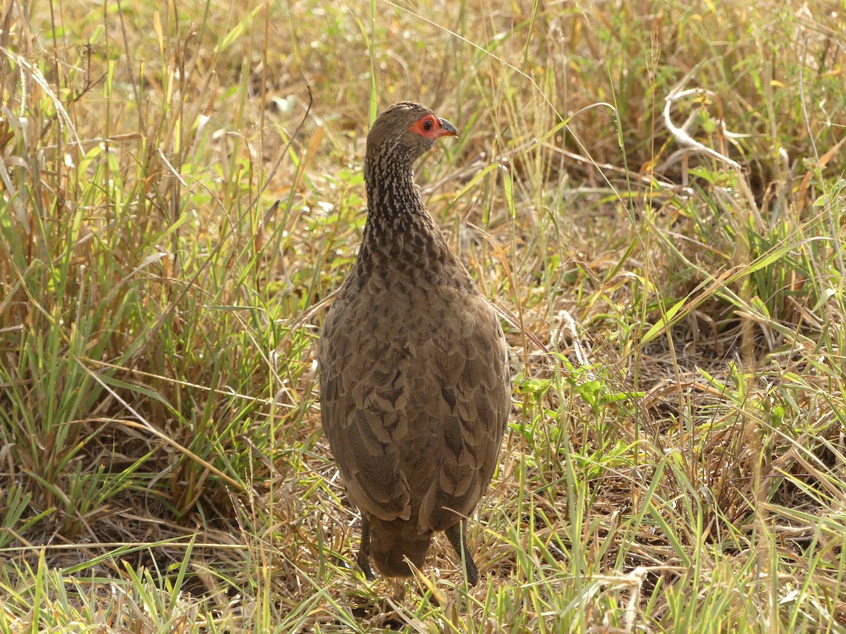 Red-necked Spurfowl - ML616101579
