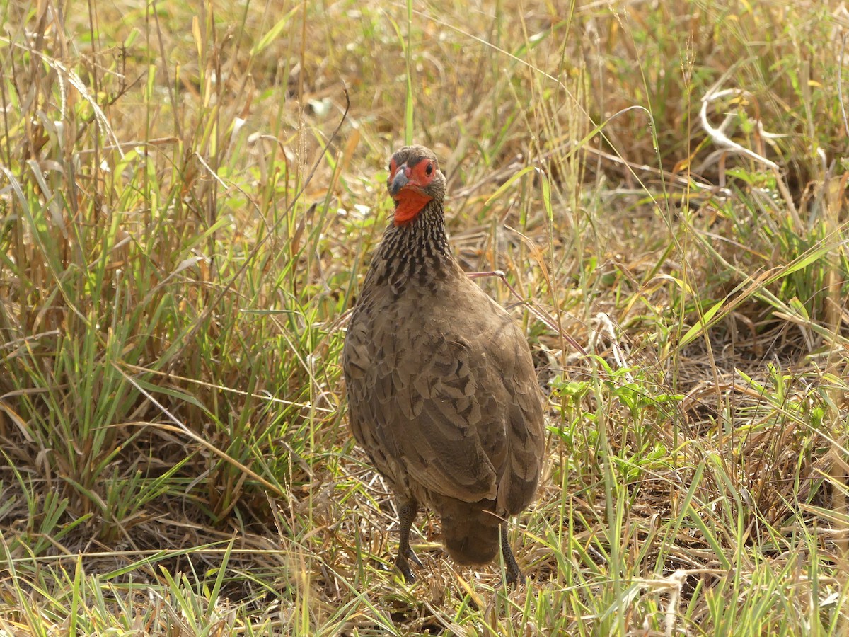 Red-necked Spurfowl - ML616101580