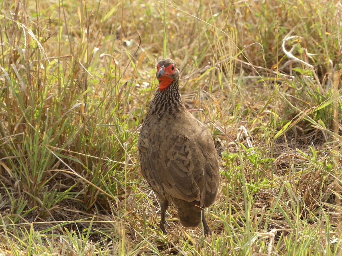 Red-necked Spurfowl - Guy RUFRAY