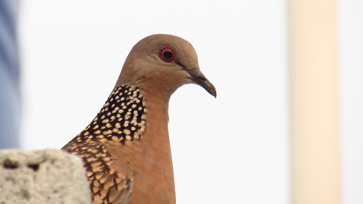 Spotted Dove - ML616101611