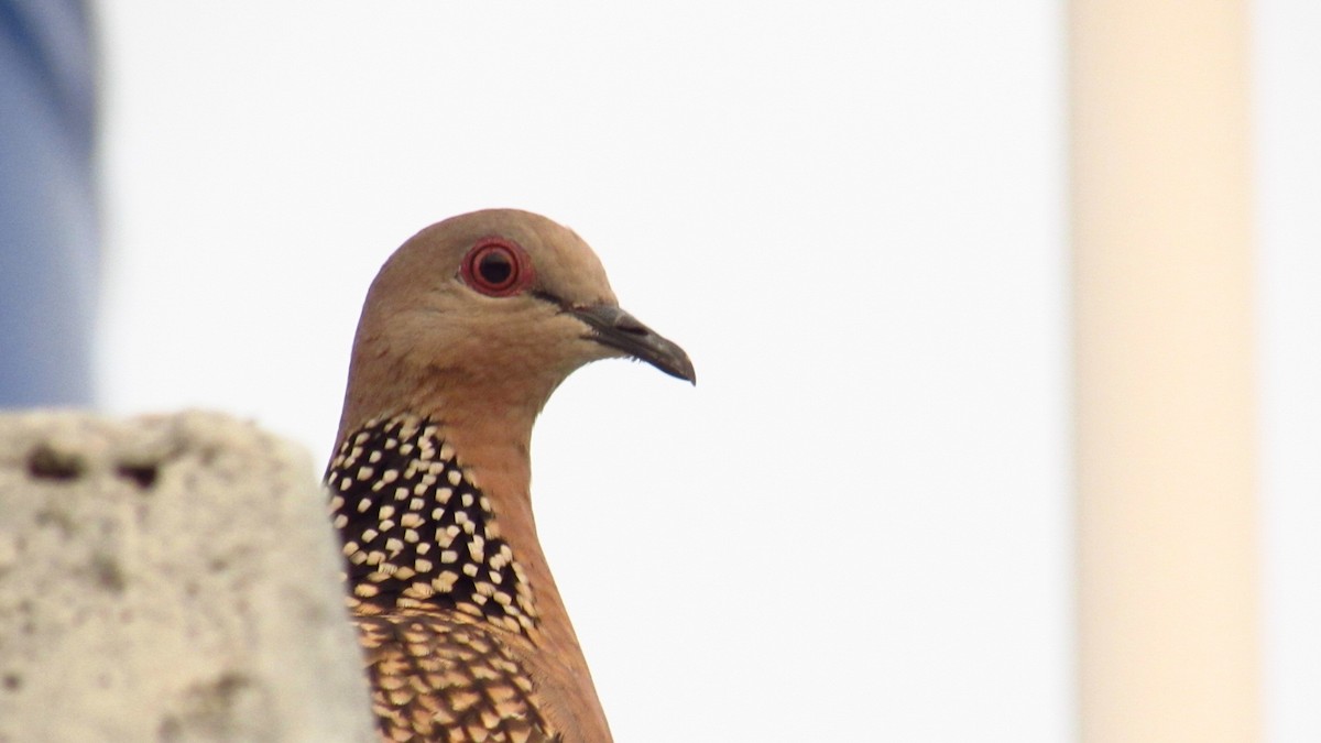Spotted Dove - ML616101614