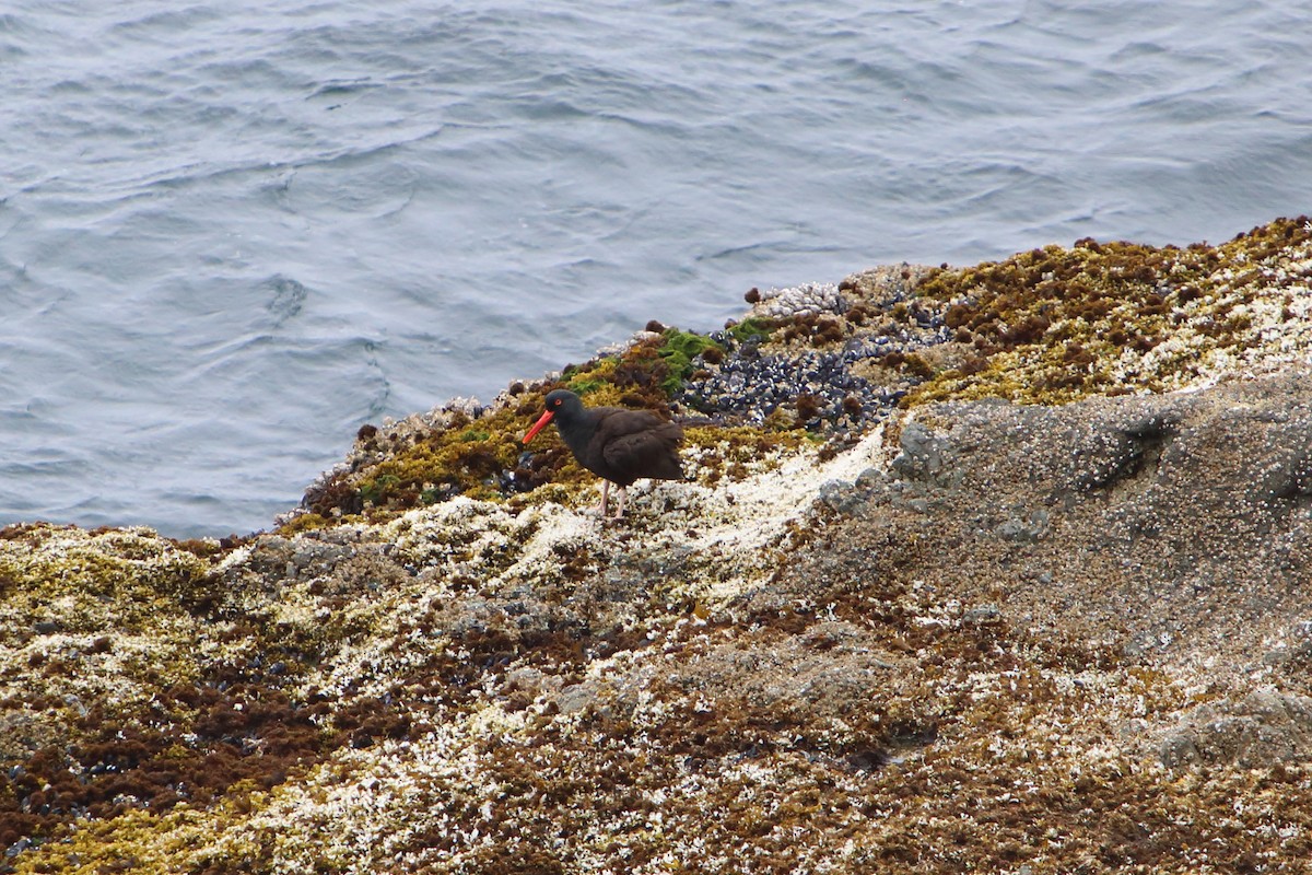 Black Oystercatcher - Yiming Qiu