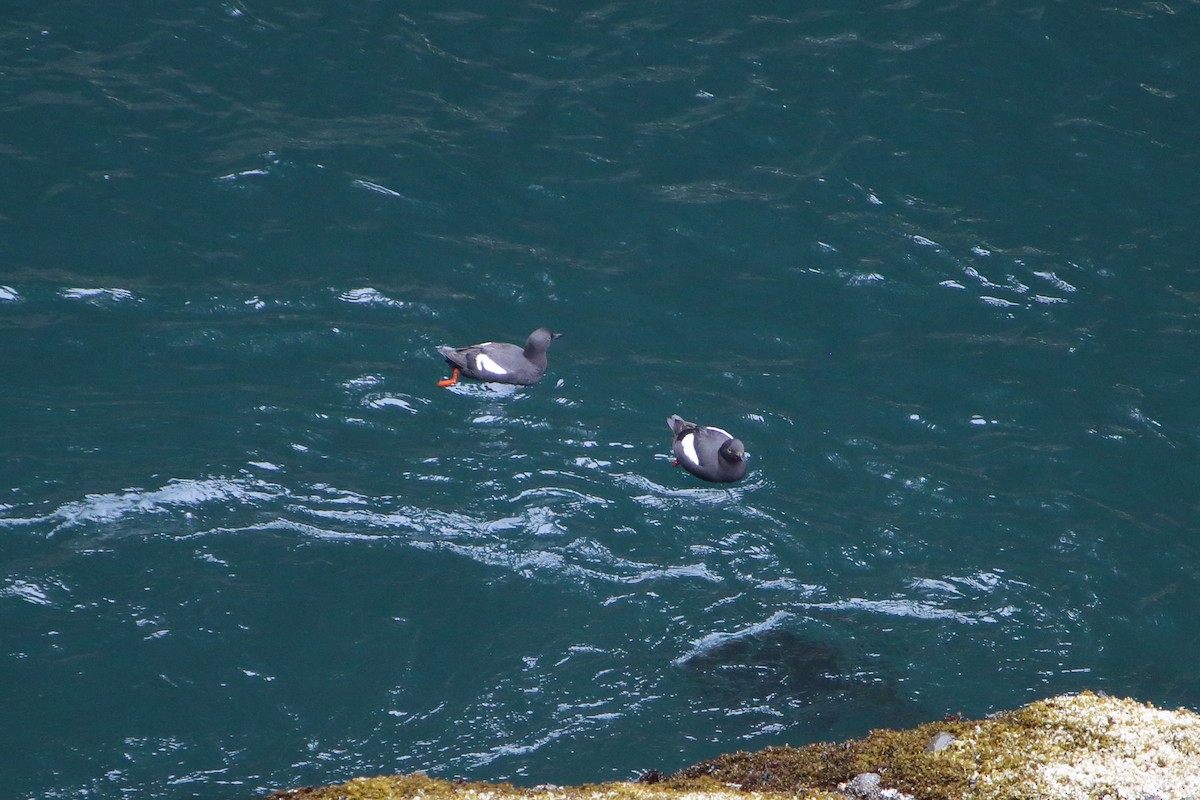 Pigeon Guillemot - ML616101636