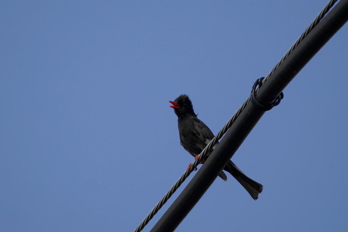 Black Bulbul - Shih-Chun Huang