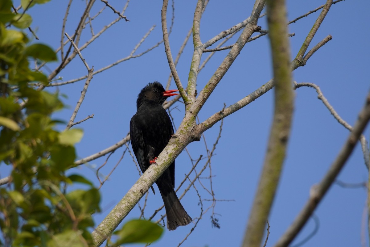 Black Bulbul - Shih-Chun Huang