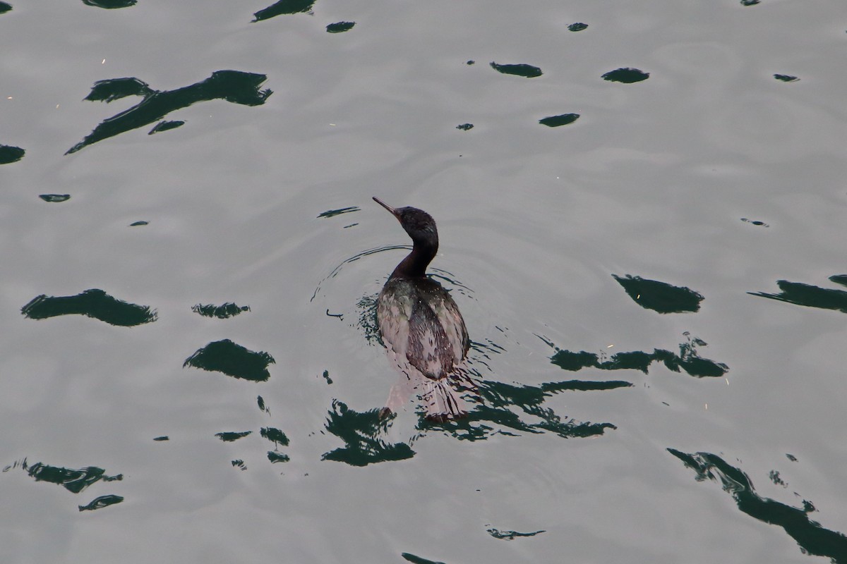 Cormorán Pelágico - ML616101650