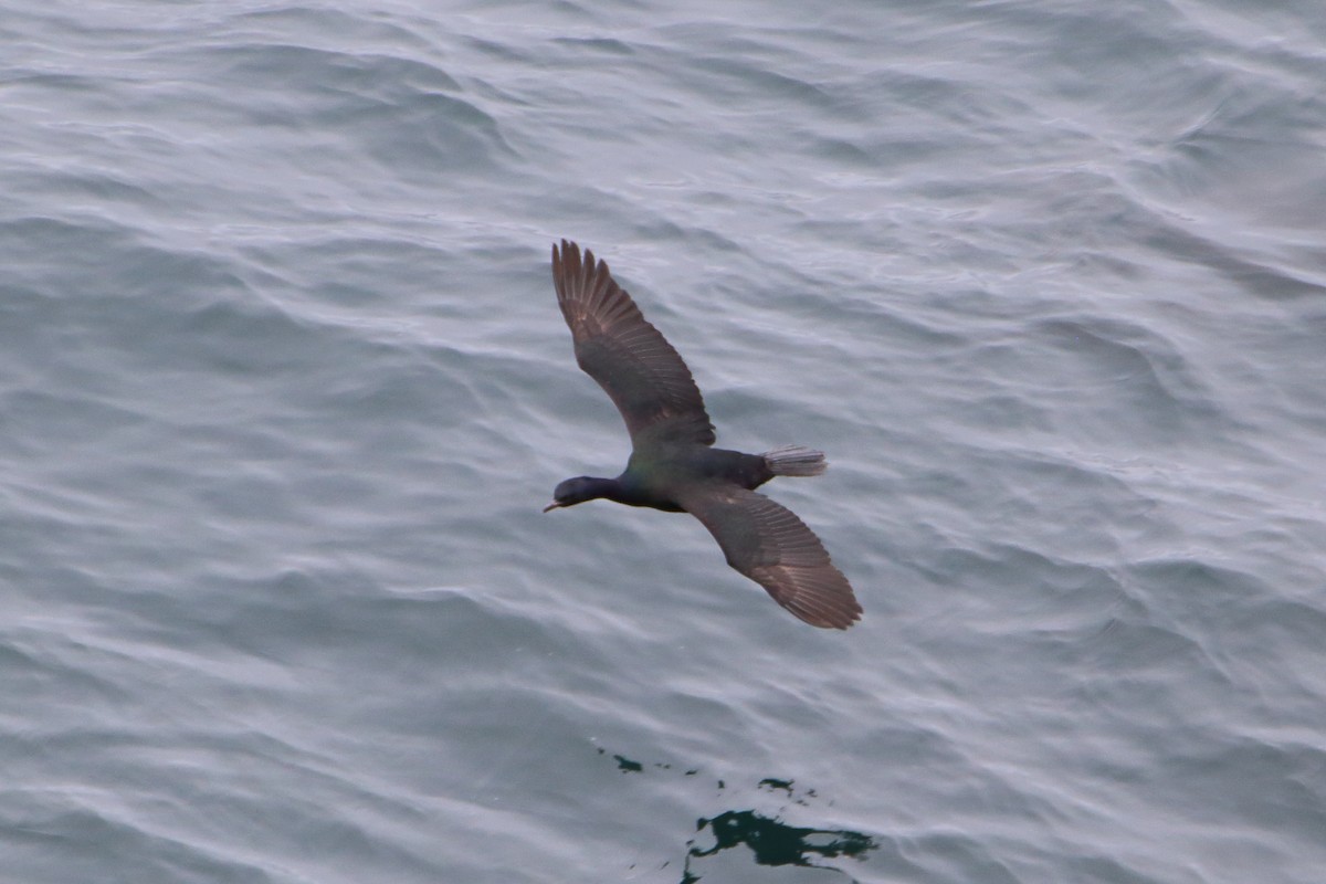 Cormorán Pelágico - ML616101651