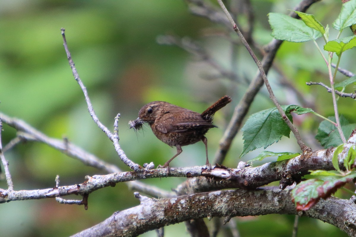 Pacific Wren - ML616101654