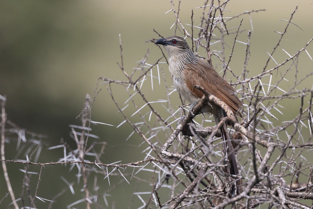 White-browed Coucal (White-browed) - Chris Venetz | Ornis Birding Expeditions