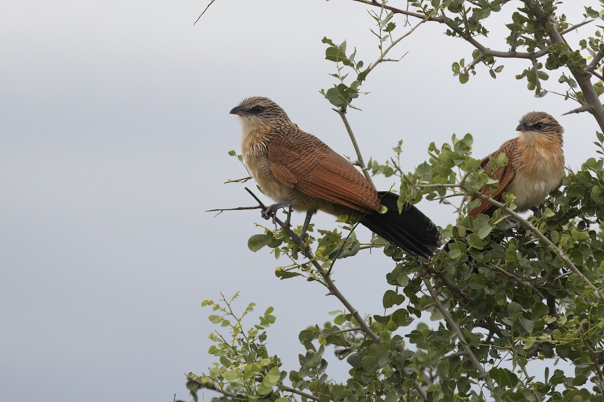 Coucal à sourcils blancs (superciliosus/loandae) - ML616101806