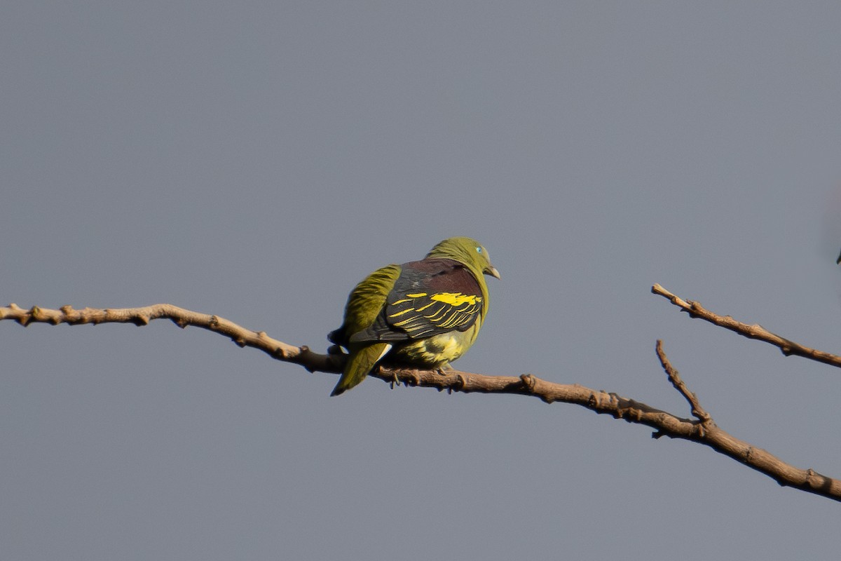 Philippine Green-Pigeon - Morten Lisse