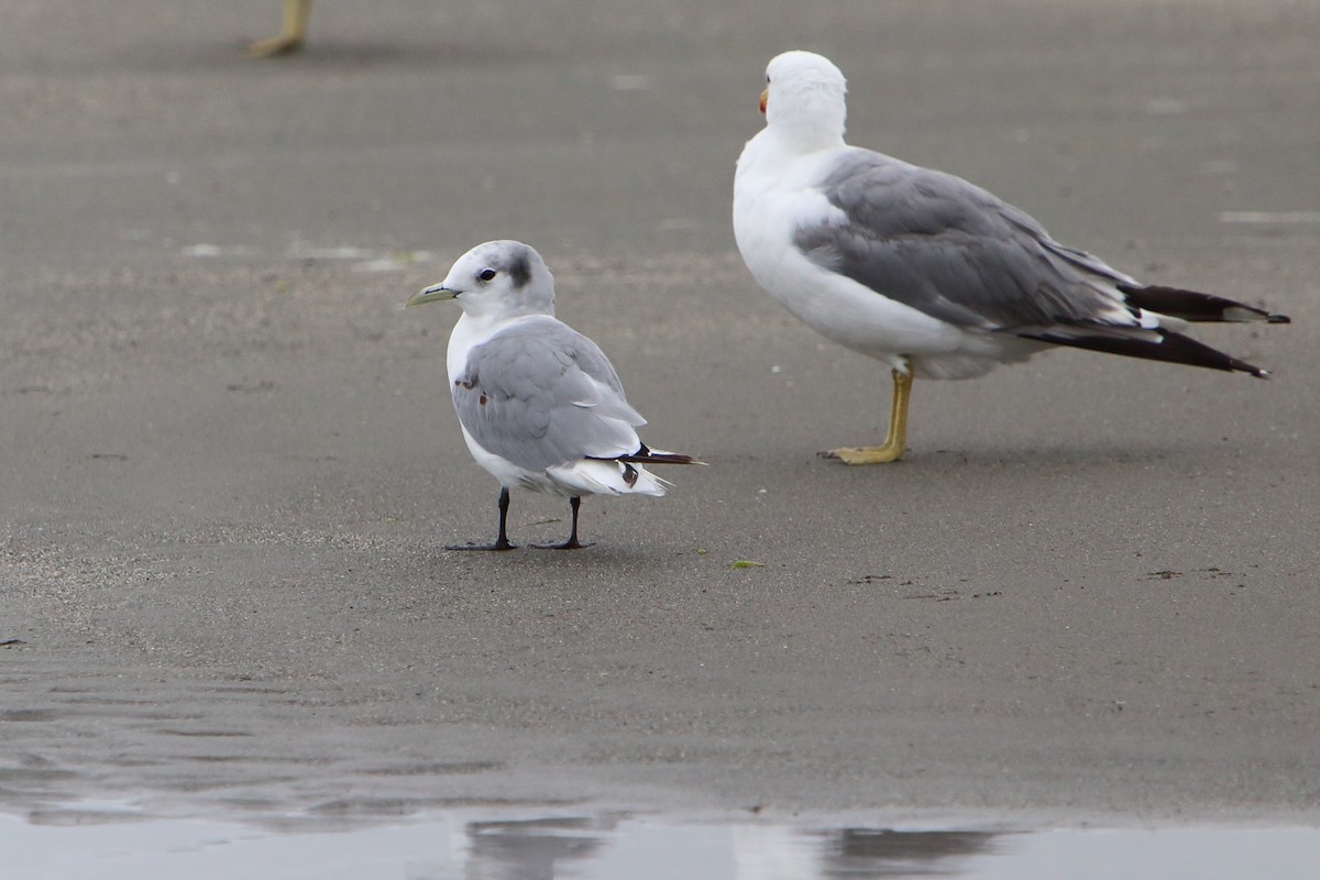 Black-legged Kittiwake - ML616101822