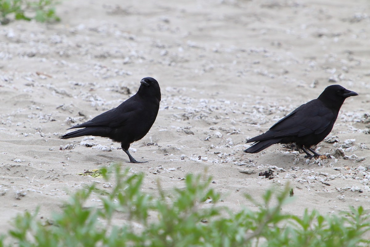 American Crow - ML616101832