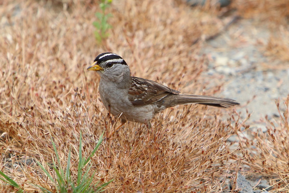 Bruant à couronne blanche - ML616101839