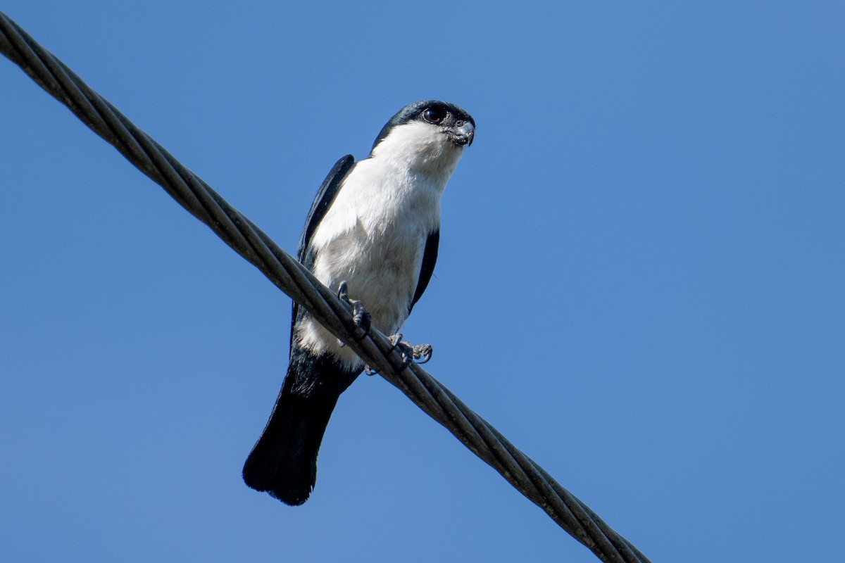 Philippine Falconet - Morten Lisse