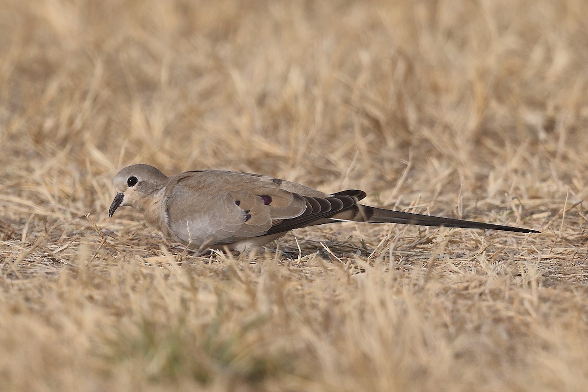 Namaqua Dove - Krishnan Sivasubramanian