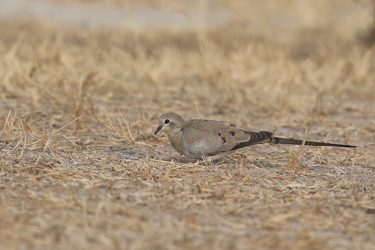 Namaqua Dove - Krishnan Sivasubramanian