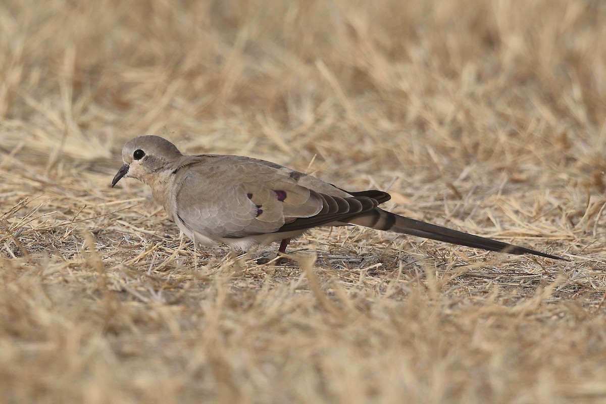 Namaqua Dove - Krishnan Sivasubramanian