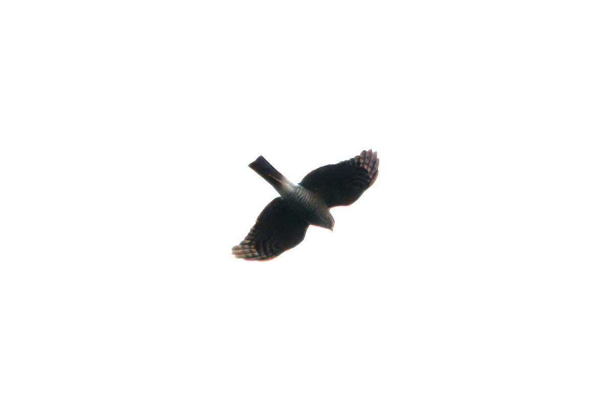 Japanese Sparrowhawk - ML616101894