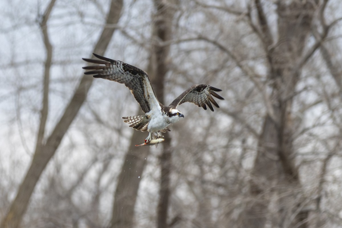 Osprey - ML616101902