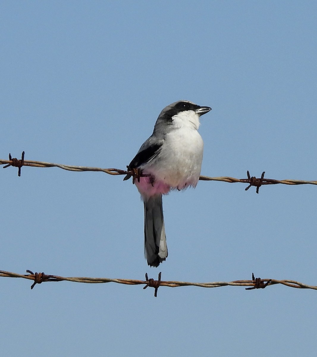 Pie-grièche migratrice - ML616101926