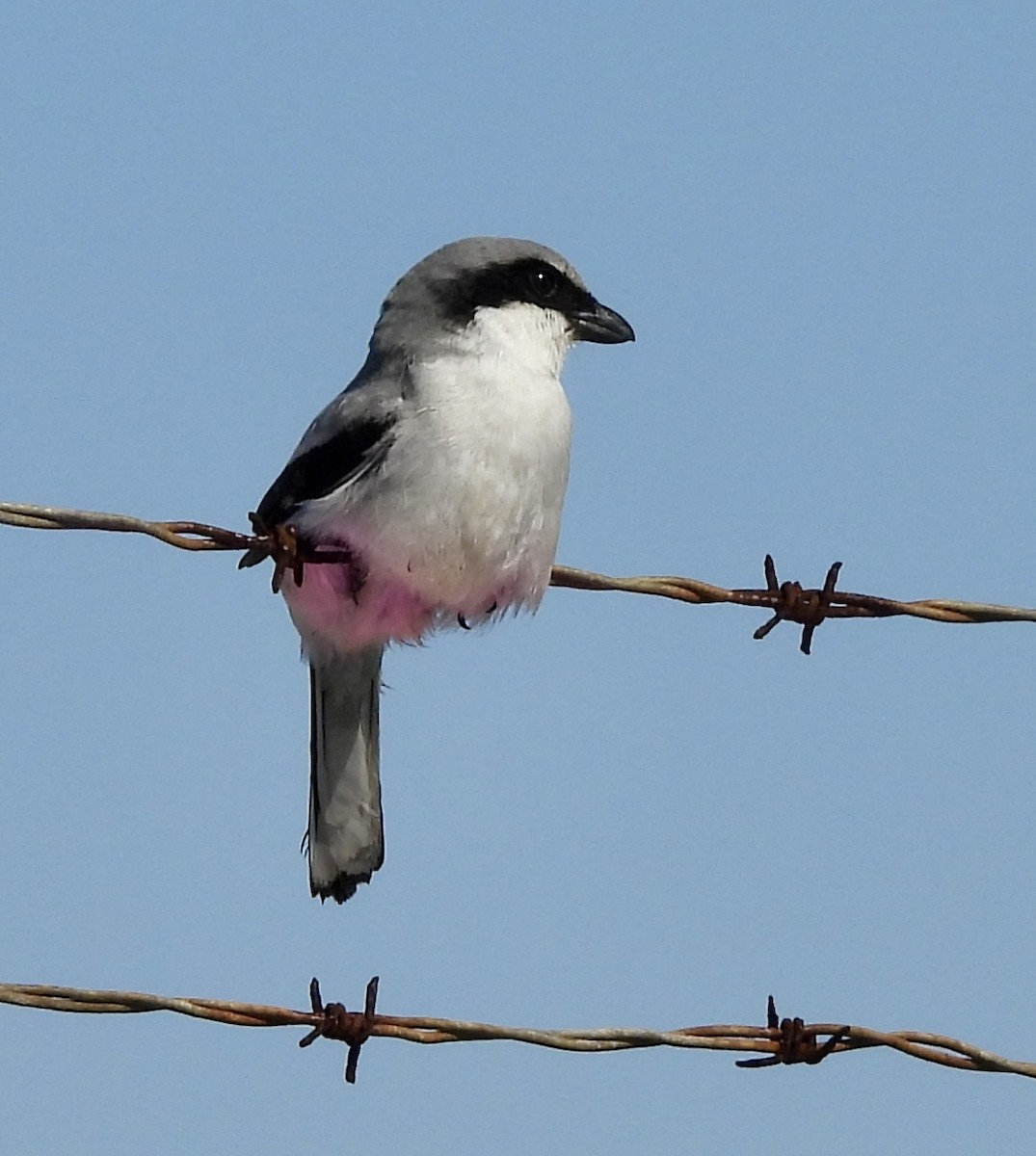 Loggerhead Shrike - ML616101927