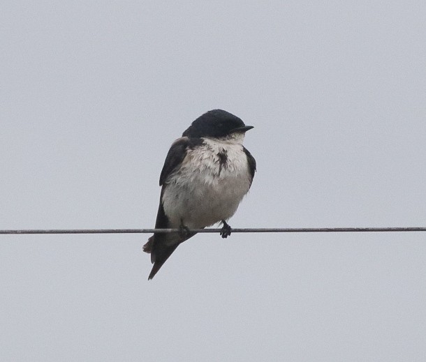 Golondrina Perlada - ML616101947