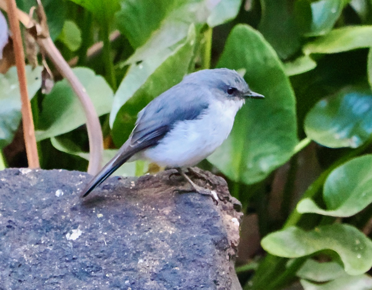 White-breasted Robin - Ken Glasson