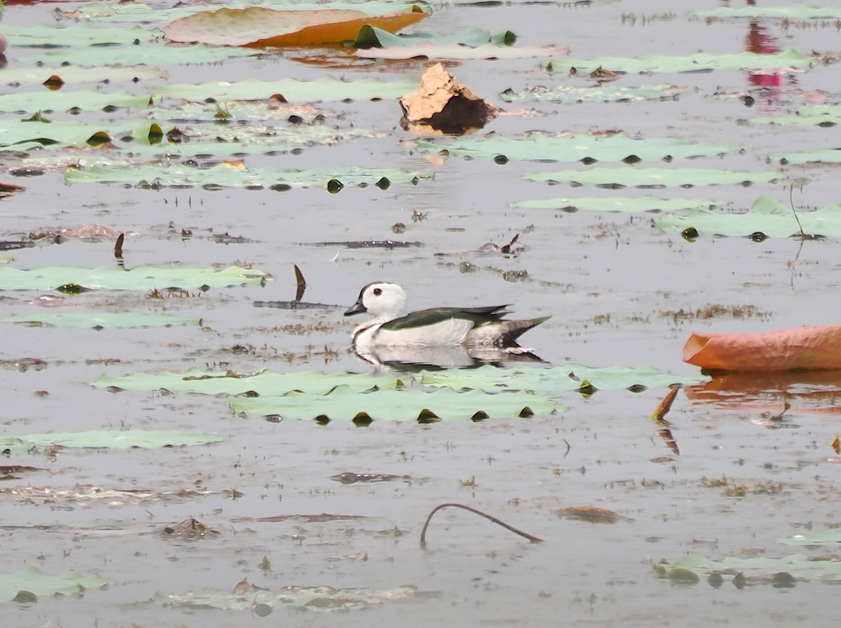 Cotton Pygmy-Goose - ML616101967