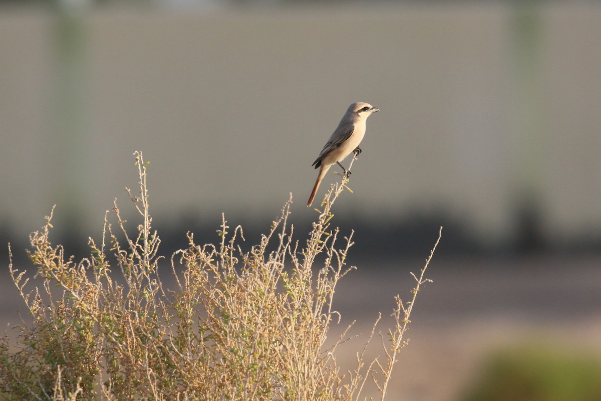 Isabelline Shrike (Daurian) - ML616101969