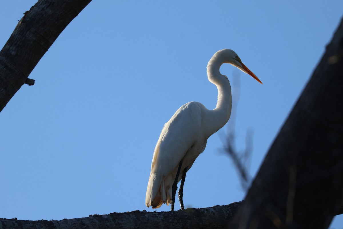 Great Egret - Daniel Ruzzante