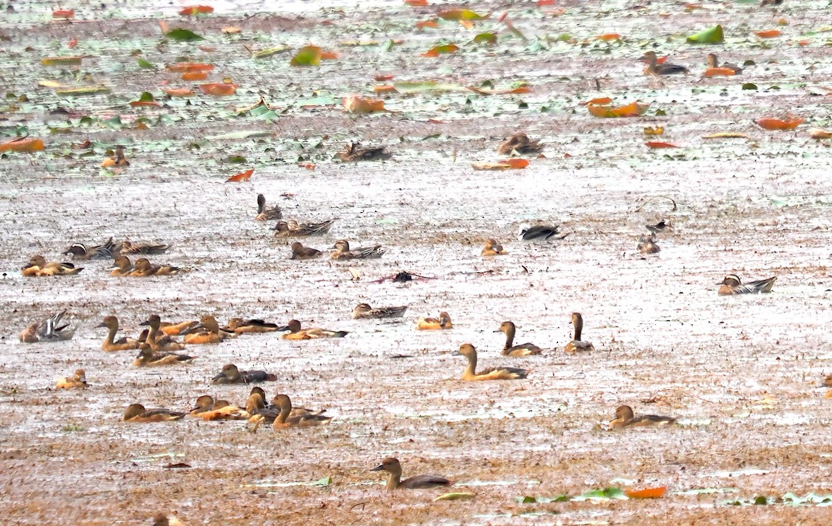 Garganey - ML616101976